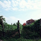 Twins Wine Cellar (Naparauli)