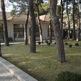 თამარიონი