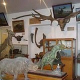 Музей геологии и палеонтологии
