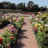 Rose Garden