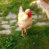 Захар Захарыч 2