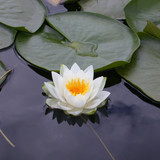 Lotus (Vake Branch)