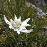 Edelweiss (Gudauri)