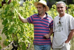 Jakeli organic vineyard and wines